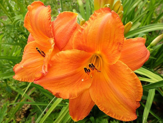 Лилейник 'Mauna Loa' (С2-С3)