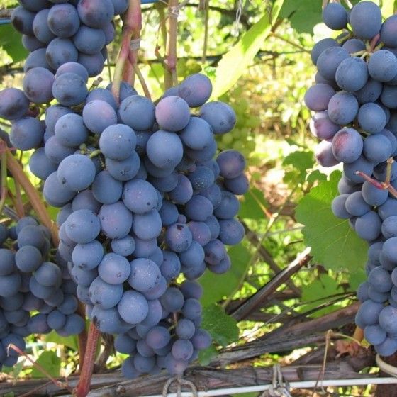 Виноград Вэлиант