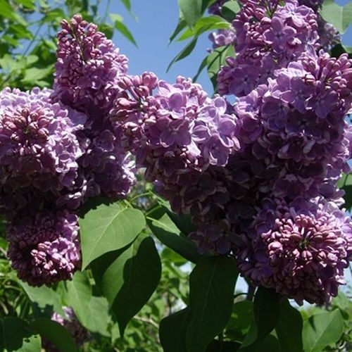 Сирень обыкновенная "Charm" (Шарм)