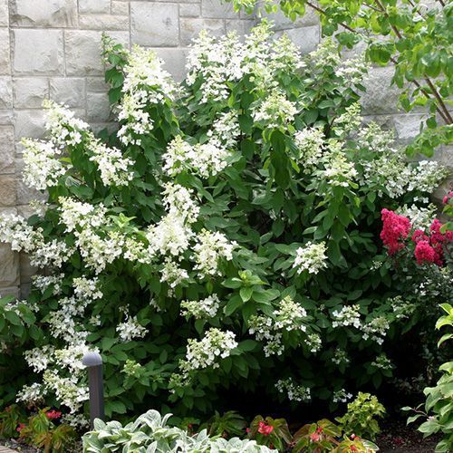 Гортензия метельчатая "Levana" (Левана)