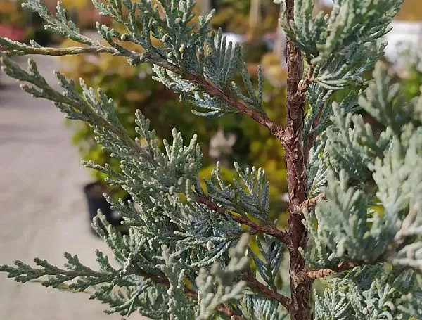 Можжевельник скальны Мунглоу/Jun. Scoop. Moonglow