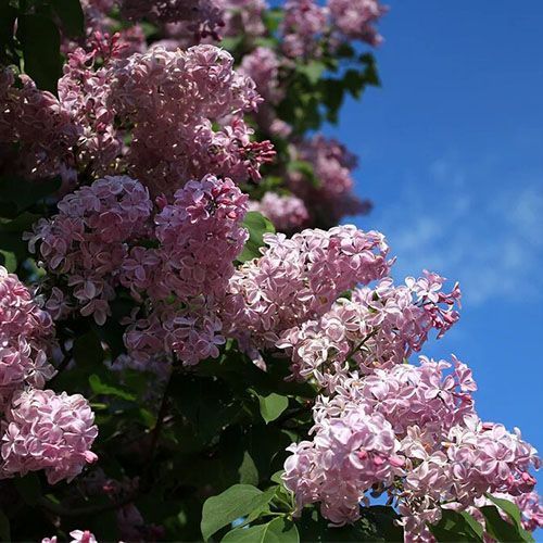 Сирень обыкновенная "Buffon" (Бюффон)