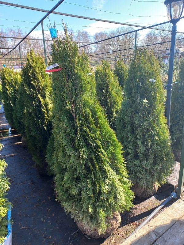 Туя западная Смарагд м 160-180 Тула