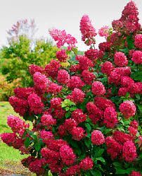 Гортензия метельчатая Вимс Ред Курск