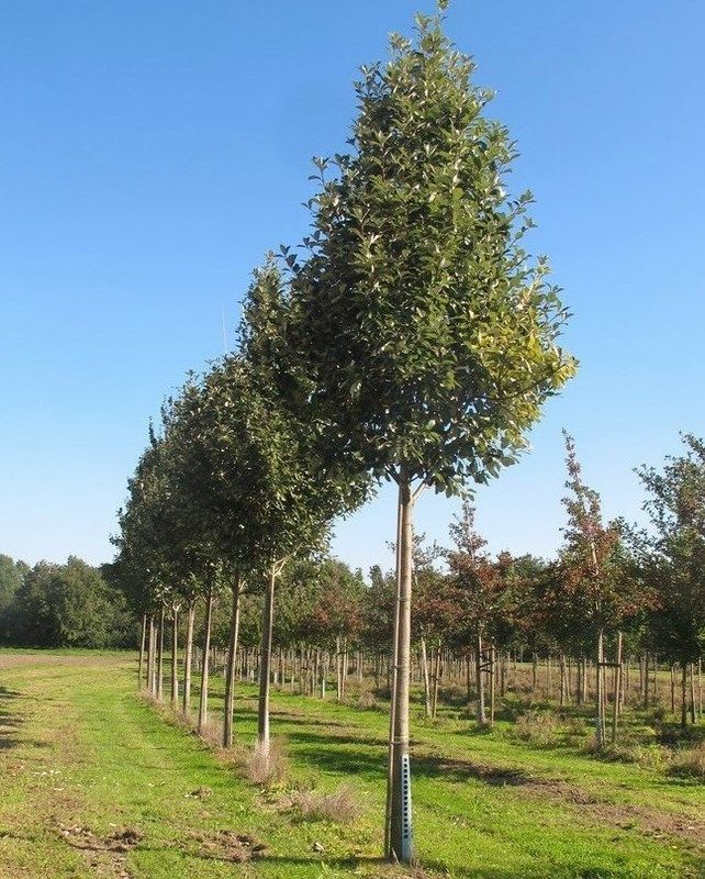 Рябина Ария 'Magnifica' низкий штамб (С34, 06/08, 200-250)