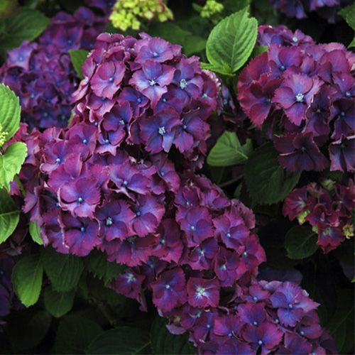 Гортензия крупнолистная "Heinrich Seidel" (Генрих Зайдель)