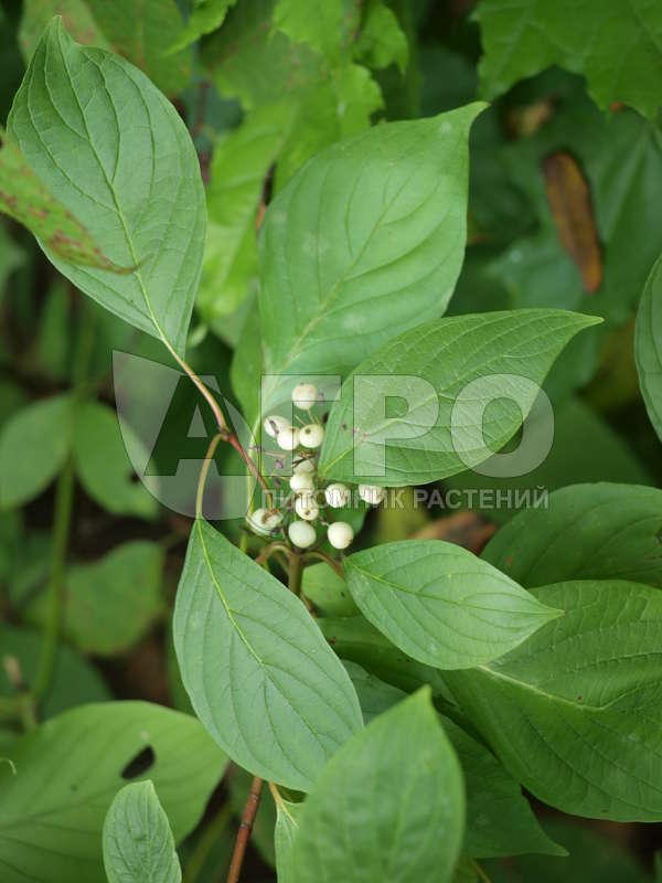 Дерен отпрысковый 'Flaviramea' (С3, 040-060)