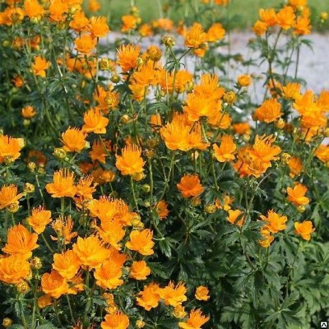 Купальница  Golden Queen'. . . . . С3. . .