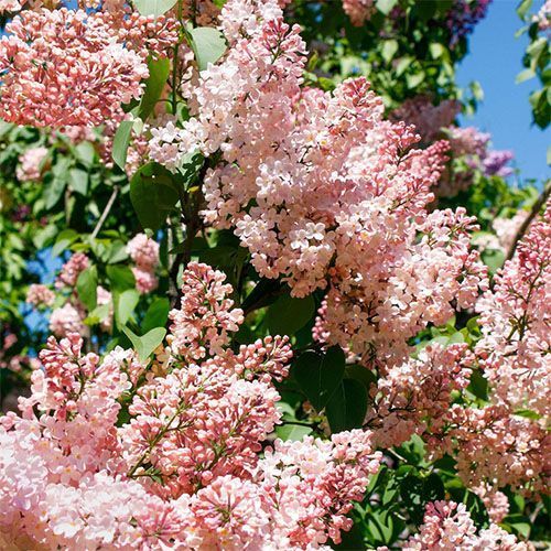 Сирень обыкновенная "Lucie Baltet" (Люси Бальте)