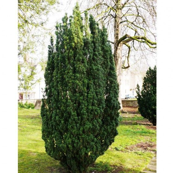 Тис ягодный Фастигиата