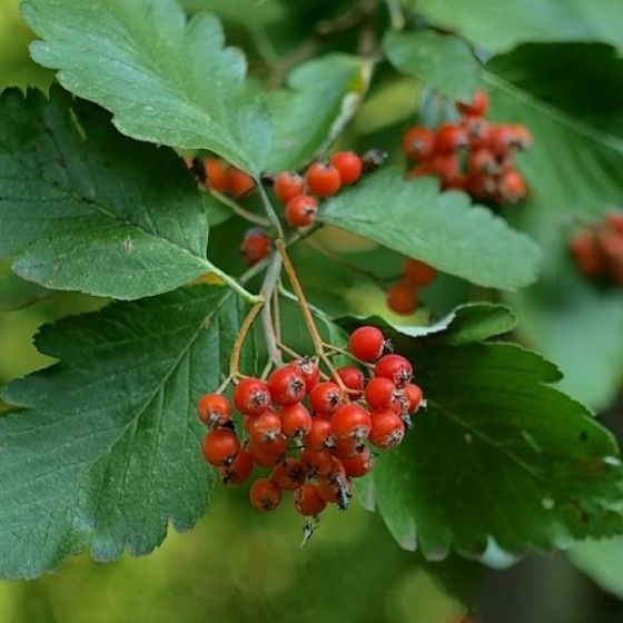 Рябина промежуточная