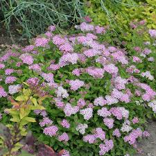 Спирея японская Литл Принцесс С5 Тул.обл