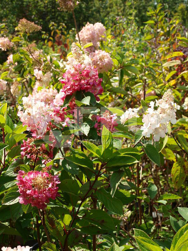 Гортензия метельчатая 'Pinky Winky' (С3, 040-060)