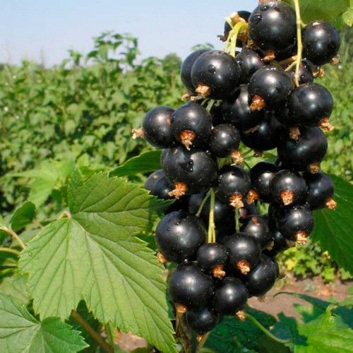 Смородина черная Багира