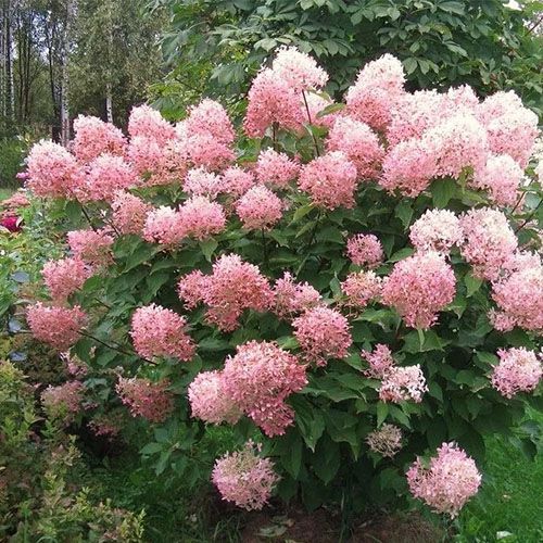 Гортензия метельчатая Тардива С3 (ч)