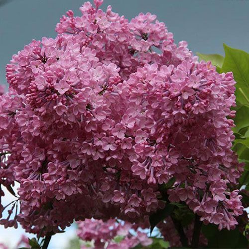 Сирень гиацинтовая "Maiden's Blush" (Мэйден’с Блаш)