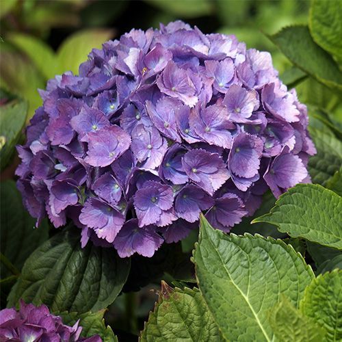 Гортензия крупнолистная "Europa" (Европа)