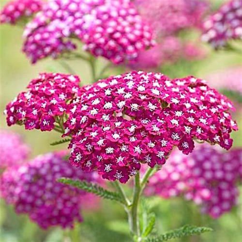 Тысячелистник парковый 'New Vintage Violet' (С2-С3)