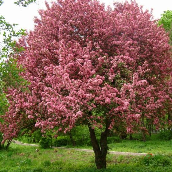 Яблоня Недзвецкого