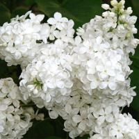 Сирень обыкновенная "Галина Уланова"