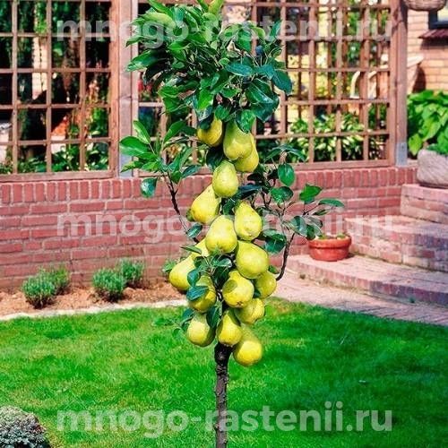 Груша Медовая