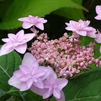 Гортензия пильчатая "Miyama-yae-Murasaki'" (Мияма Миясаки)