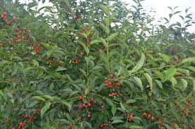 Вишня Эрди Ботермо