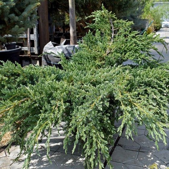 Можжевельник РБ(Можжевельник прибрежный "Шлягер")