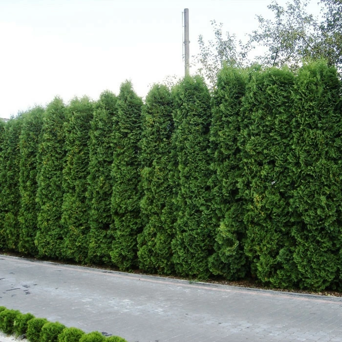 Туя западная Колумна 300-350см