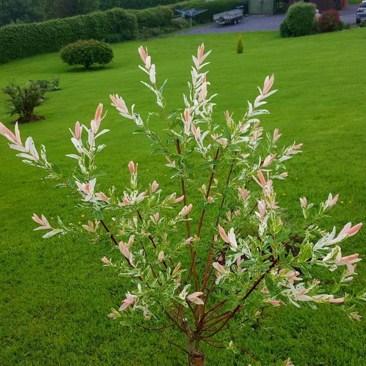 Ива цельнолистная 'Hakuro nishiki' (С3, 040-060)