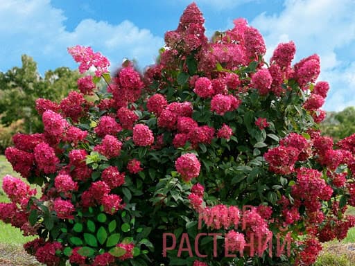 Гортензия Даймонд Руж
