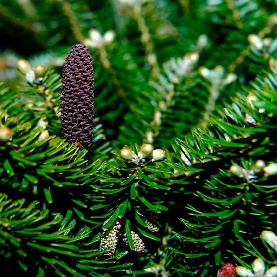 Пихта Сибирская