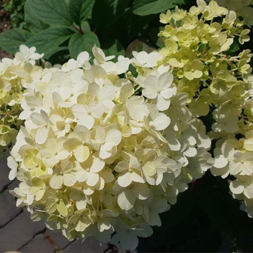 Гортензия метельчатая "Little Alf" (Литл Альф)