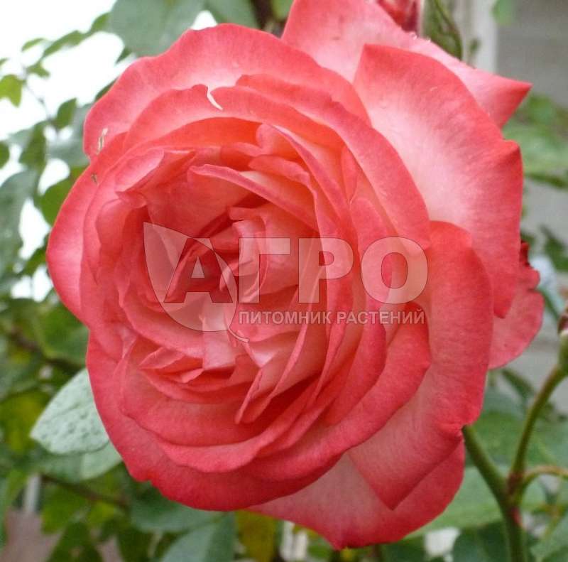 Роза Плетистая Антик, Нежно-розовая с красной каймой (С3-С4)