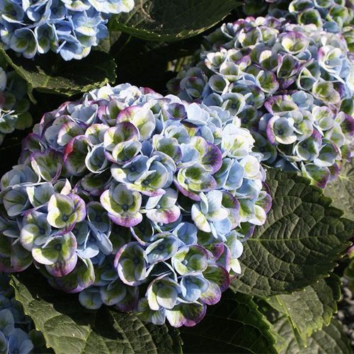 Гортензия крупнолистная "Magical Revolution" (Мэджикал Революшн)