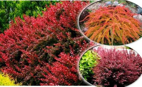 Барбарис РБ Тунберга "Ред Карпет" 24