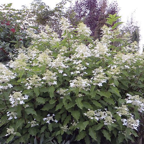 Гортензия метельчатая "Magical Starlight" (Мэджикал Старлайт)