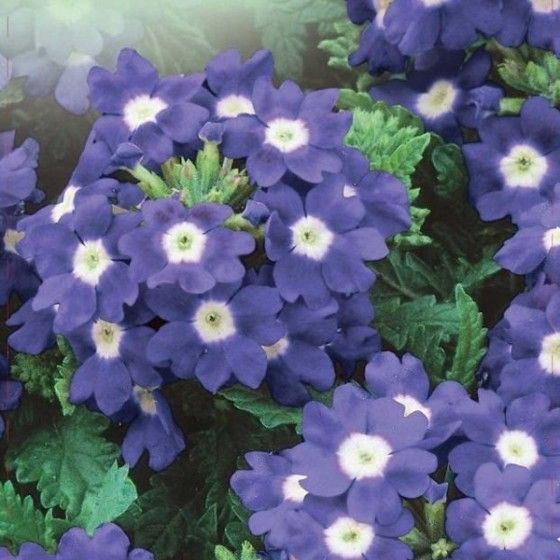 Вербена Аметист