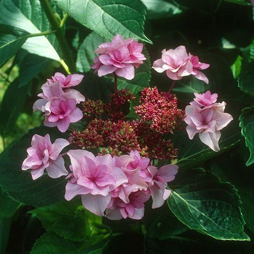 Гортензия крупнолистная "Etoile Violette" (Этуаль Виолетта)