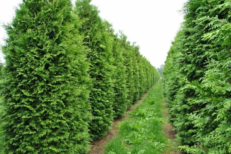Туя западная Брабант 160-180 см