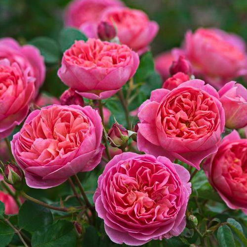 Роза Английско-парковая Бенджамин Бритон, Тёмно-розовая (С3-С4)