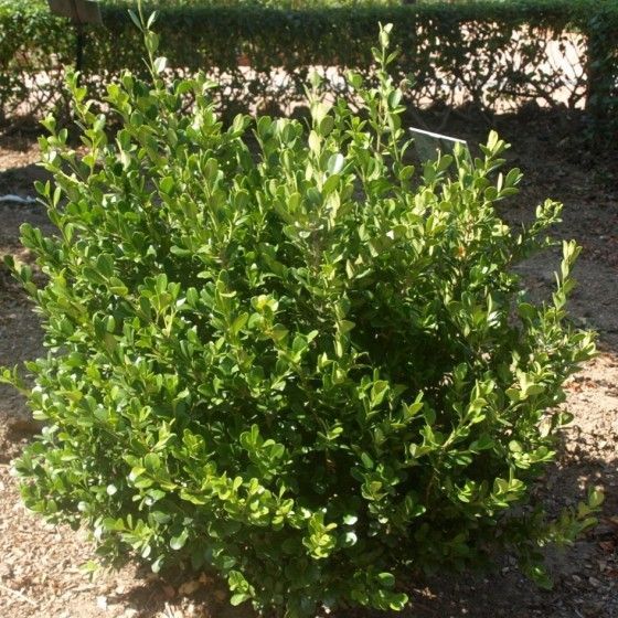 Самшит вечнозеленый