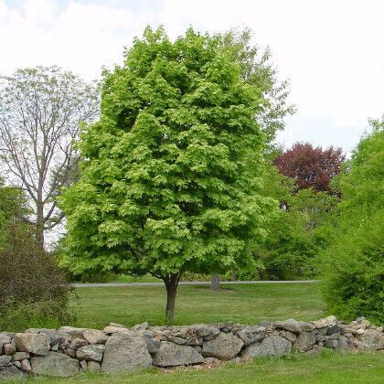 Клён полевой 500+ (Гз)