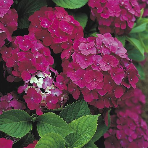 Гортензия крупнолистная "Mme. G.J. Bier" (Мадам Дж Биер)