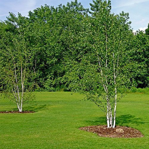 Береза бумажная (Betula papyrifera)