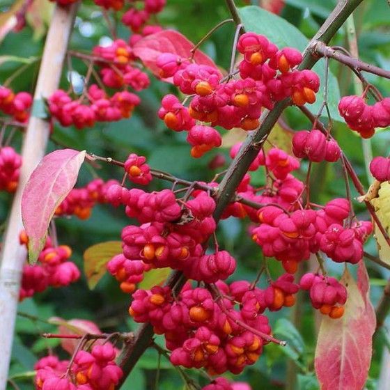 Бересклет европейский