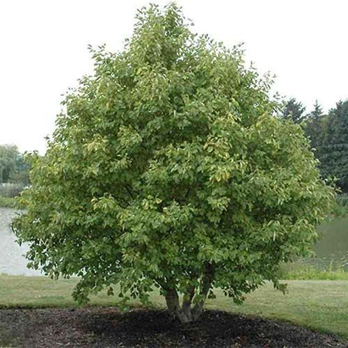 Ольха серая