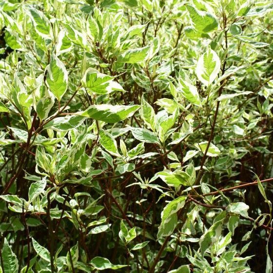 Дерен белый Элегантиссима