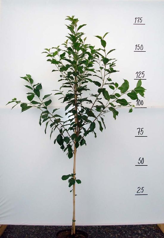 Вишня Памяти Вавилова