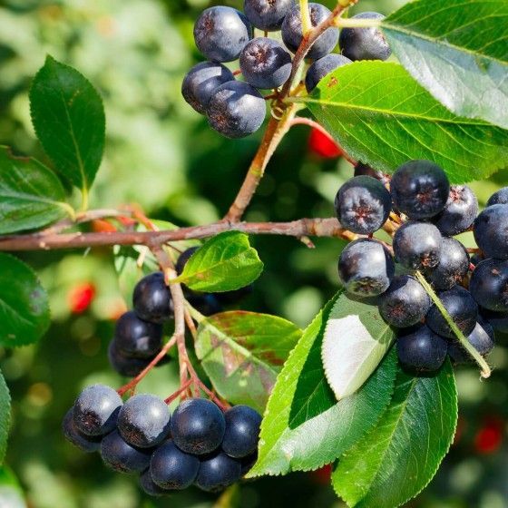 Рябина черноплодная